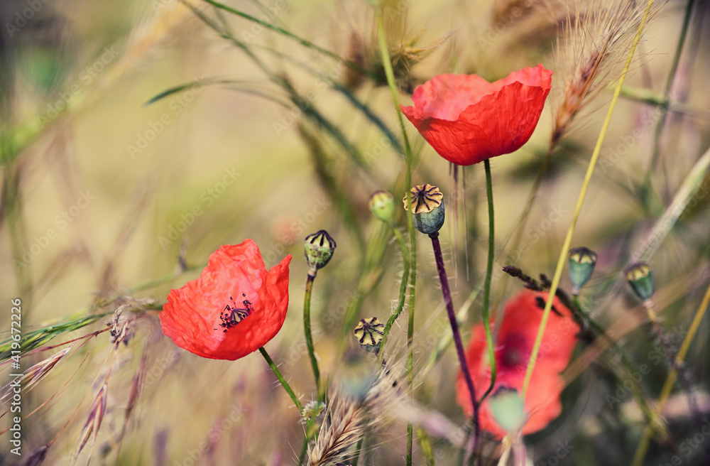 Obraz premium Ein Bild von Klatschmohnblüten , deren Samenstände und Getreideähren