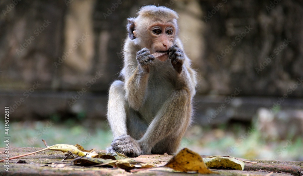 Macaque monkey eating, Sri Lanka, South-East Asia