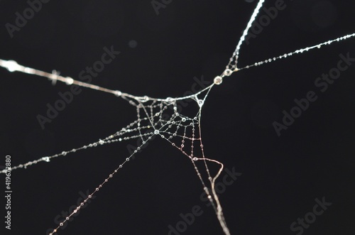 spiderweb with dew drops on a black background