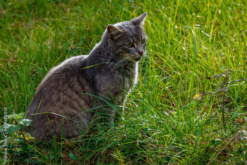 Stray cat in brown and grey colours