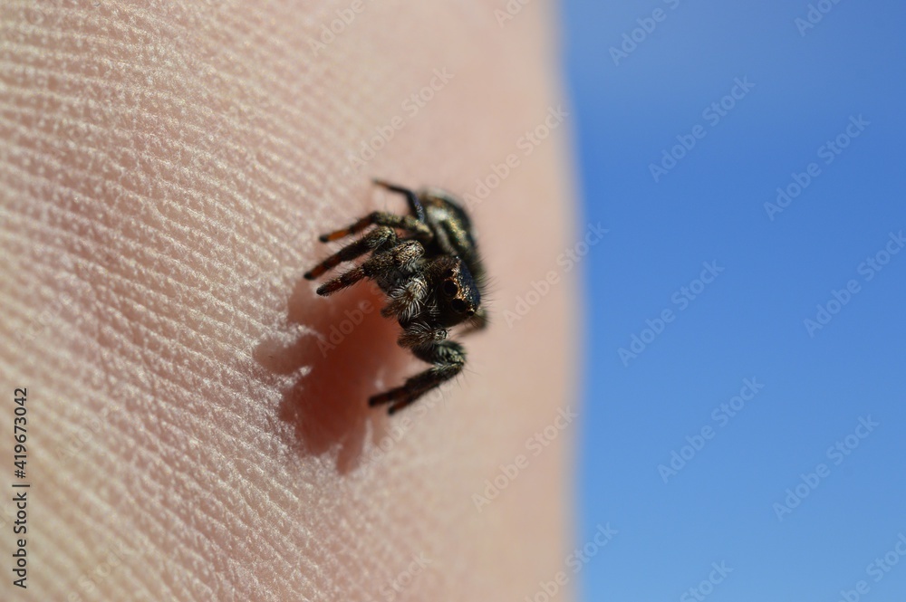 Obraz premium macro of spider against human skin
