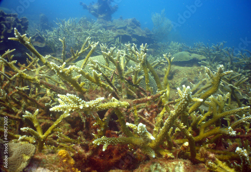  underwater coral reef , caribbean sea , Bonaire island 