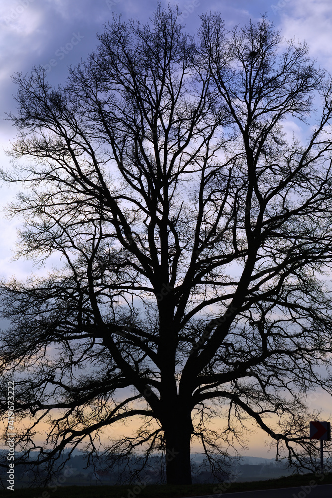A bare tall tree stands at sunrise in the morning against a cloudy sky of blue and red colors A bare tall tree stands at sunrise in the morning against a cloudy sky of blue and red colors