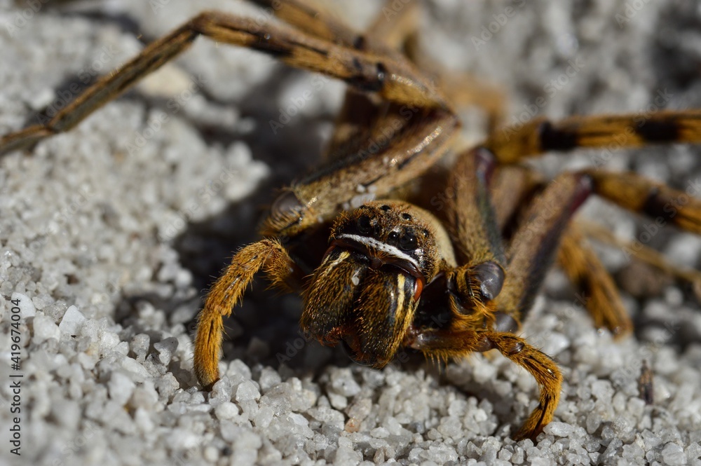 closeup of hunting spider closeup of hunting spider