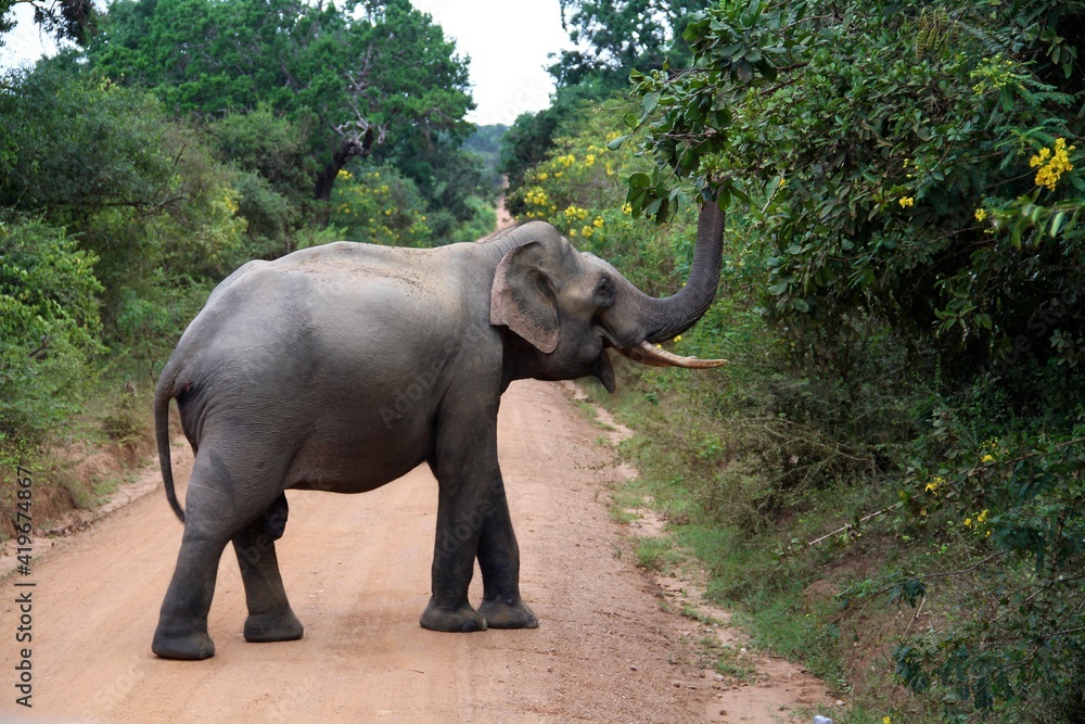 Fototapeta premium Asian elephant in the Yala National Park, Sri Lanka, South-East Asia