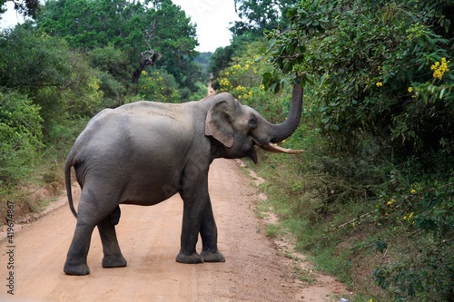 Asian elephant in the Yala National Park  Sri Lanka  South-East Asia