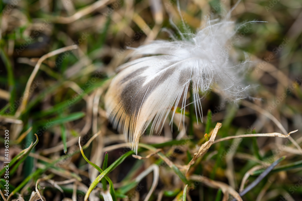 a fluffy feather from a sparrow on grass