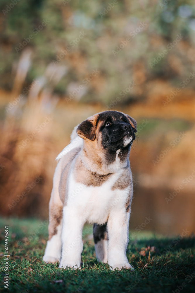 Obraz premium American akita cute puppy outside in the beautiful park. Akita litter in kennel photoshoot.