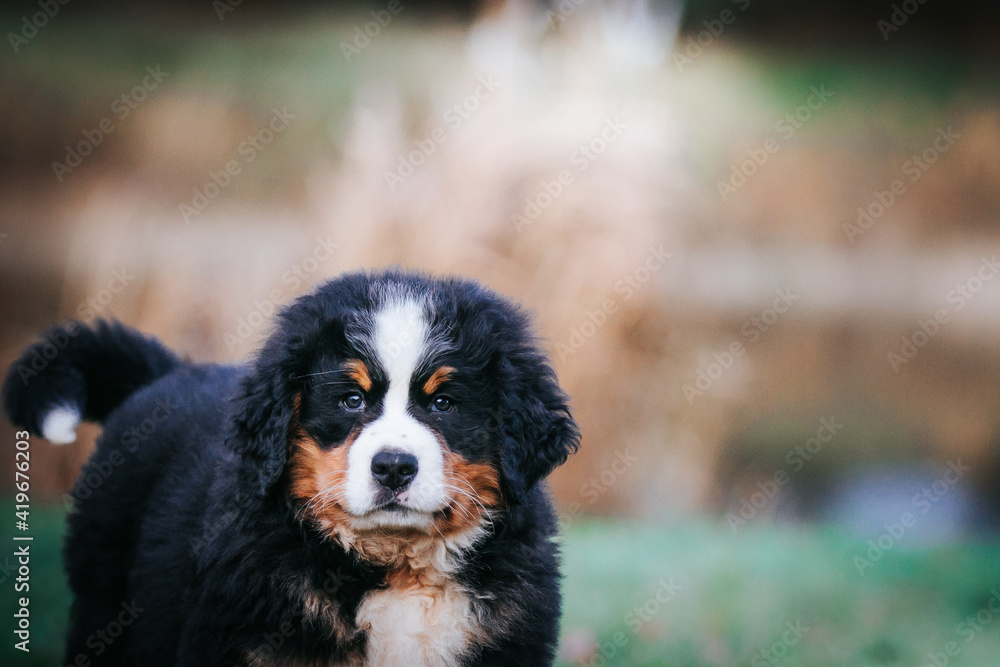 Bernese mountain dog puppy outside. Puppy in kennel