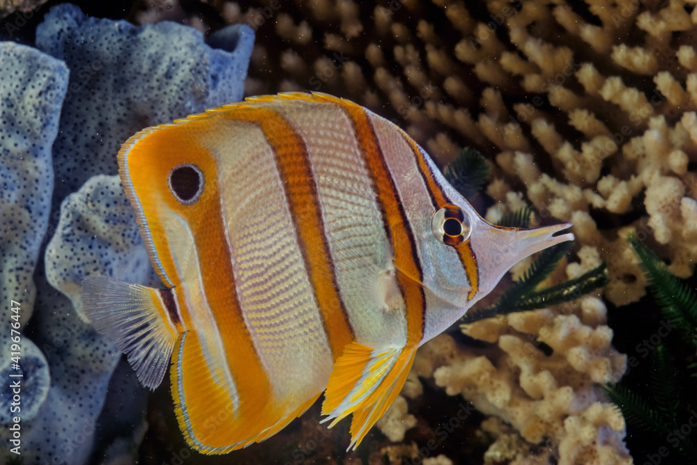 Naklejka premium Copperband butterflyfish