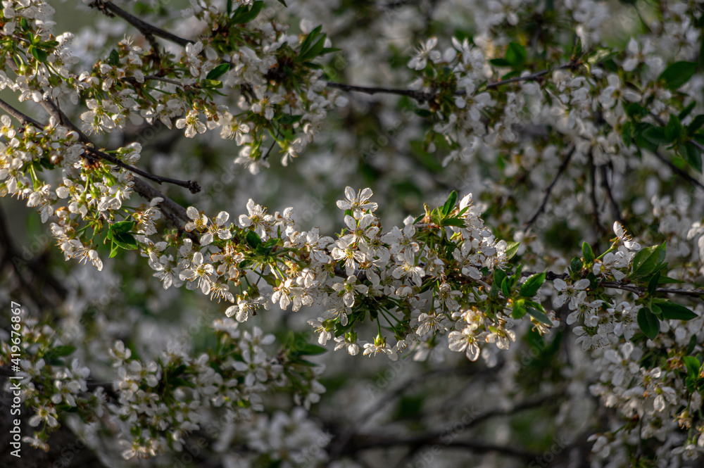 Apple trees and cherries bloom, plums, pears and flowers bloom. Apple trees and cherries bloom, plums, pears and flowers bloom.