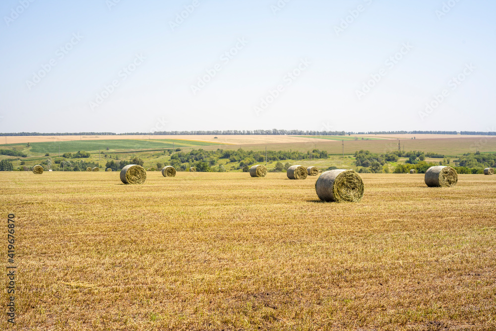 baled grass on a summer field