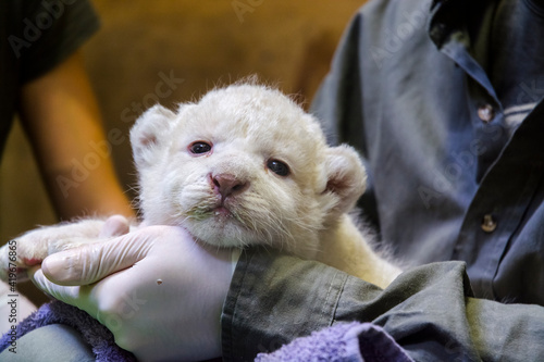 White lion baby in the hands of her zookeeper photo