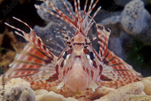 Dendrochirus zebra photo