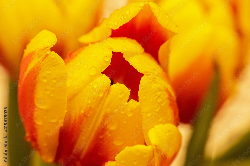 tulipan tulipan