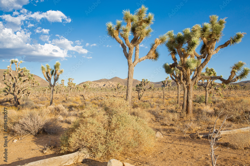 Joshua Tree National Park in California, USA Joshua Tree National Park in California, USA