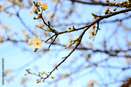 cherry blossom against sky © predrag