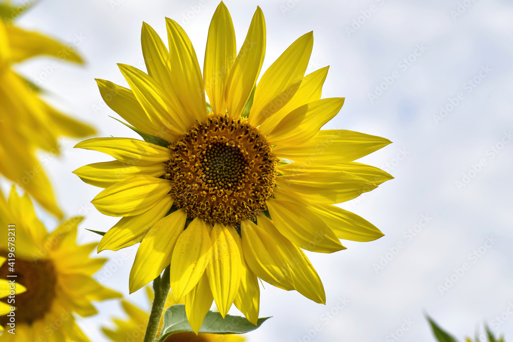 Yellow sunflower on a field on an autumn sunny day against the sky, close-up. Sunflower flower outdoors. Yellow sunflower on a field on an autumn sunny day against the sky, close-up. Sunflower flower outdoors.