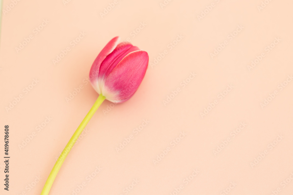 Różowy tulipan na beżowym tle - obrazy, fototapety, plakaty 