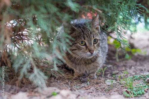 Adorable tabby kitten sitting outdoors, under the tree