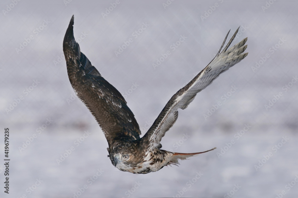Obraz premium Training a red tailed hawk on a line for falconry sport in winter
