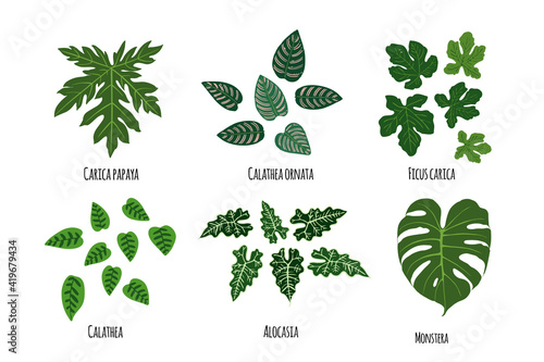 Leaves of tropical plants on a white background. Green jungle. Papeya, calathea, ficus carica, alocasia, monstera