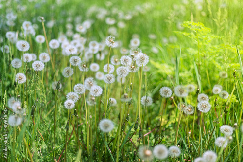 Lots of dandelions in the meadow on a bright sunny day. Horizontal image with blurred background. Shallow depth of field
