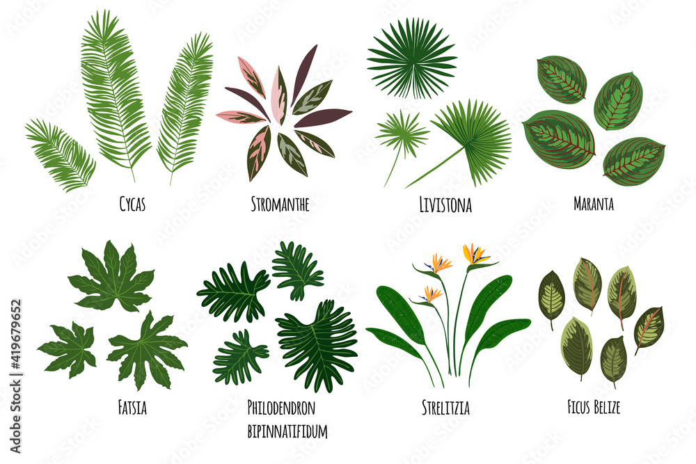 Tropical Plants Names Tropical Plants Names