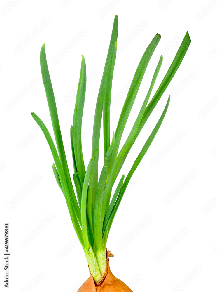Obraz premium Leek vegetable isolated on a white background