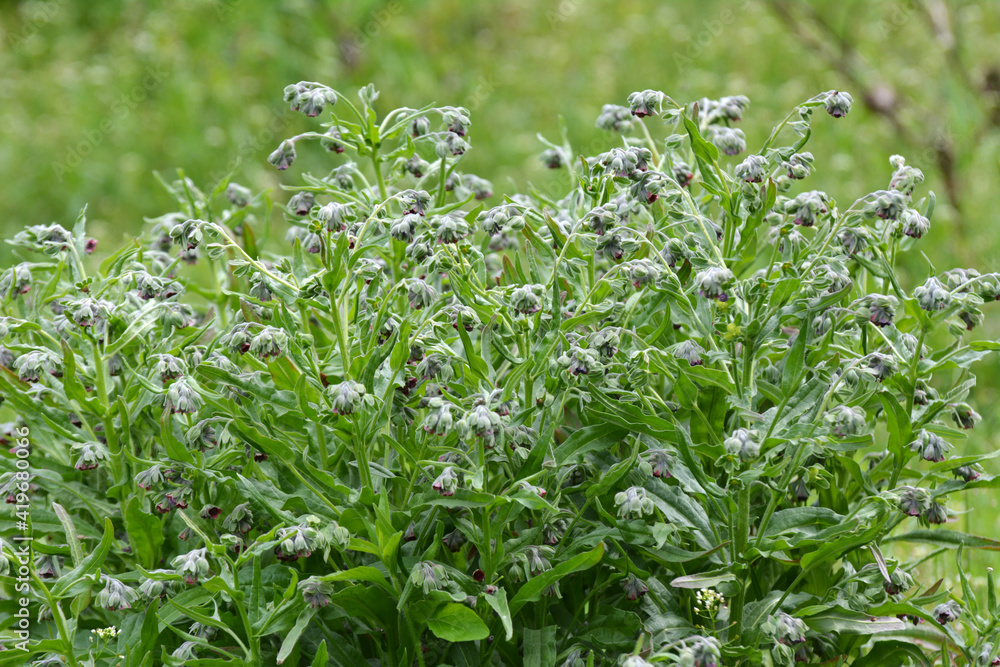 Obraz premium Cynoglossum officinale blooms in nature