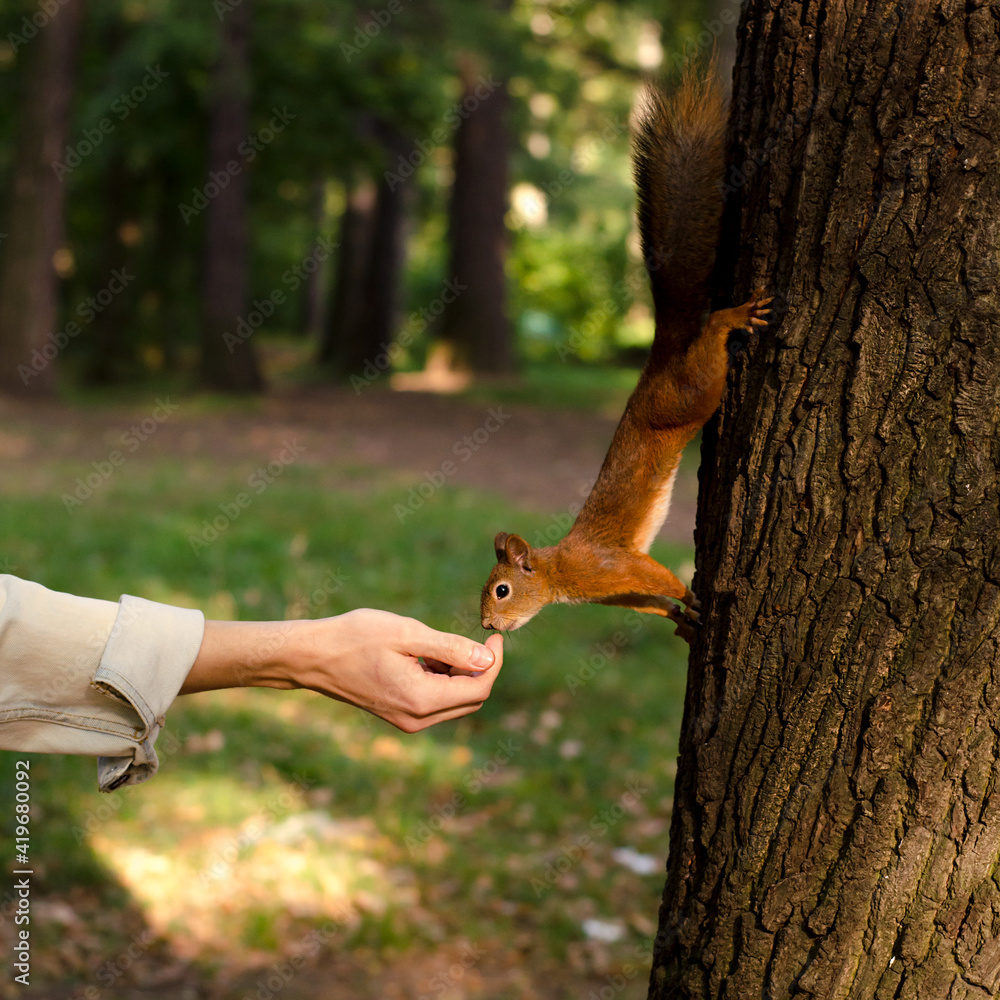 a man feeds a squirrel nuts