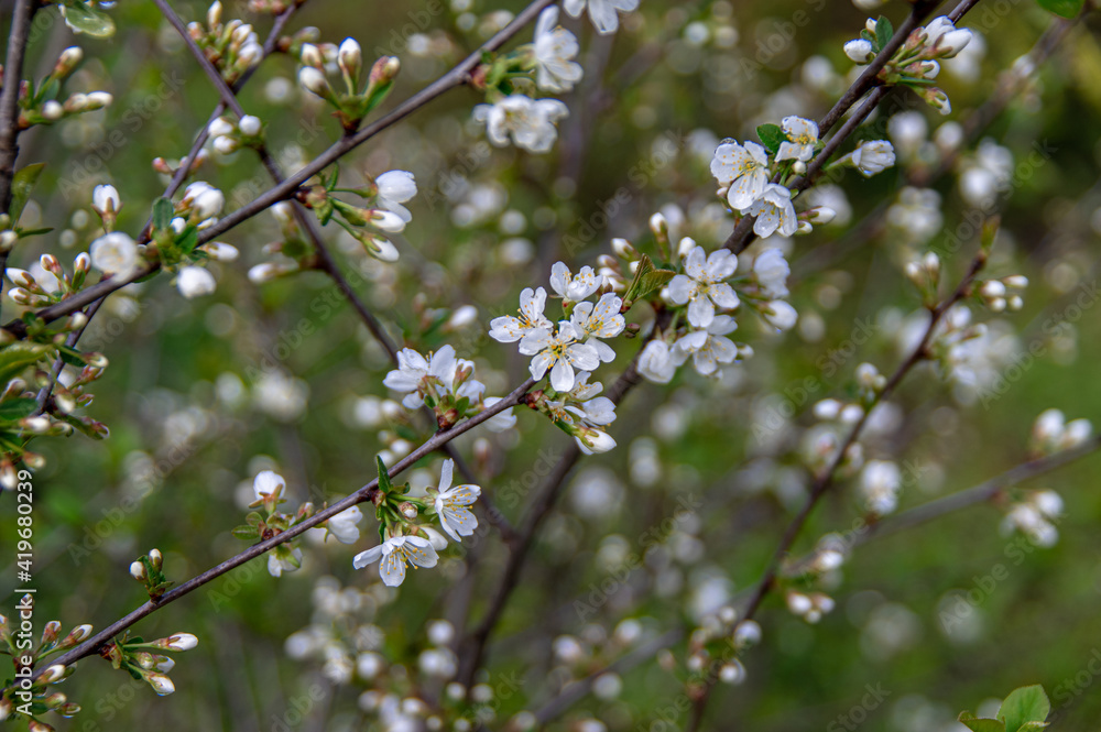 Apple trees and cherries bloom, plums, pears and flowers bloom. Apple trees and cherries bloom, plums, pears and flowers bloom.