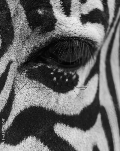 Zebra face close up portrait