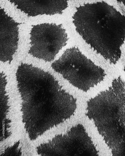 Black and white skin of giraffe