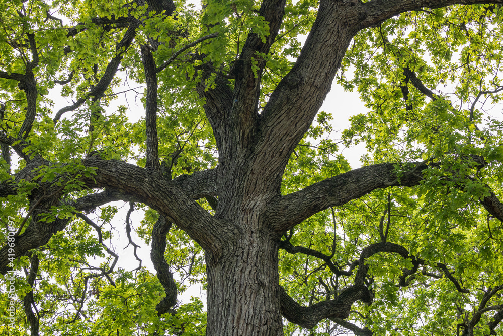 Fototapeta premium Tree branches and leaves of oak tree