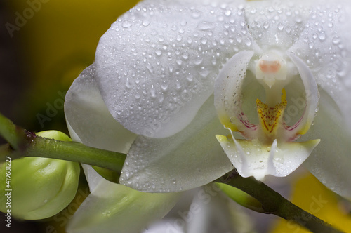 Macrophotography of wet orchidea where you can see all the details.