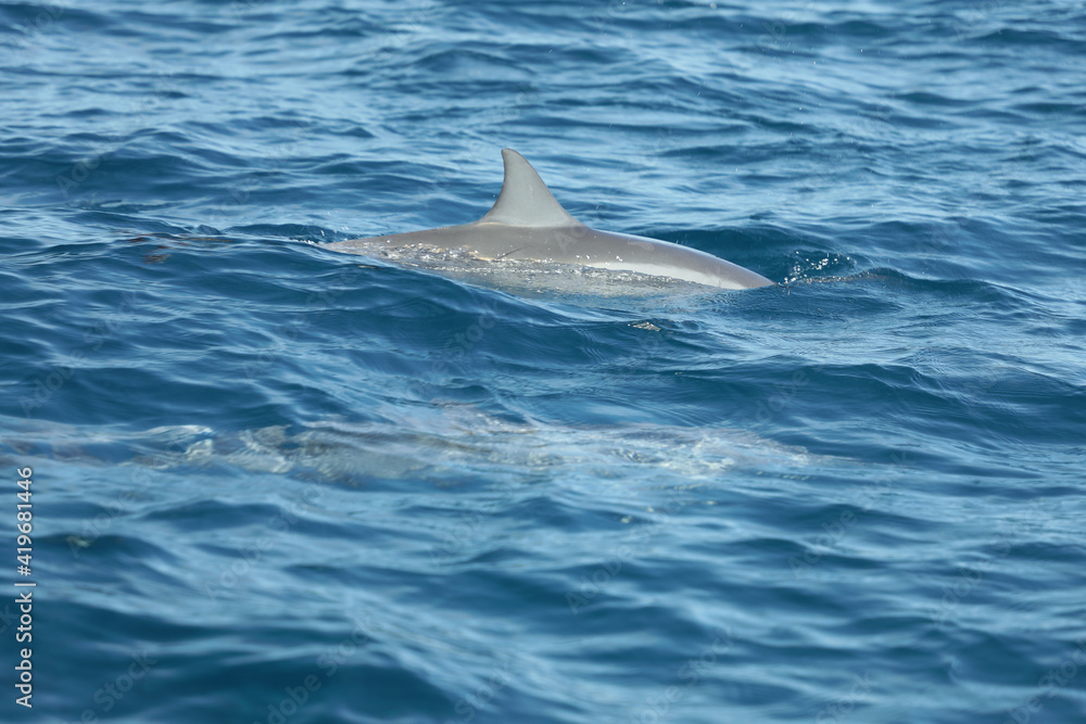 Fototapeta premium Aileron de dauphin