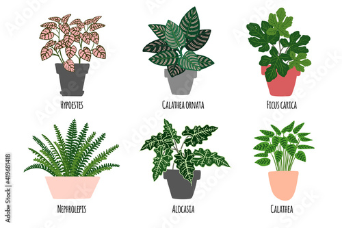 Houseplants. Tropical plants in pots. Exotic flowers. Hypostes, Calathea ornata, Ficus carica, Nephrolepls, Alocasia, Calathea