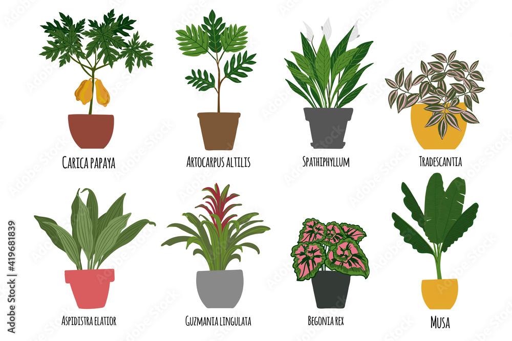 Houseplants. Tropical plants in pots. Exotic flowers. Papaya, Artocarpus altilis, Spathillum, Tradescantia, Begomia, Guzmania lingulata, Musa Houseplants. Tropical plants in pots. Exotic flowers. Papaya, Artocarpus altilis, Spathillum, Tradescantia, Begomia, Guzmania lingulata, Musa