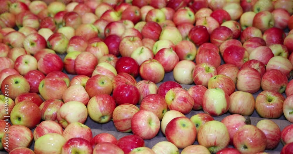Clean fresh apples moving on conveyor sorting and grading by the machine in a fruit packing warehouse Clean fresh apples moving on conveyor sorting and grading by the machine in a fruit packing warehouse
