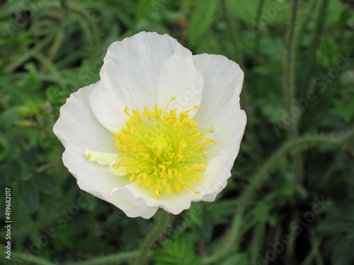 White Alpine poppy or Papaver alpinum flower in the garden photo