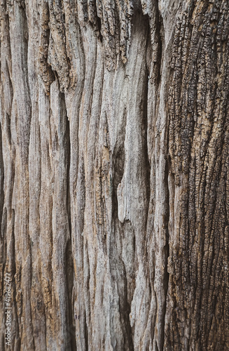 texture of bark wood use as natural background.Brown wood texture. Abstract background  empty template.  