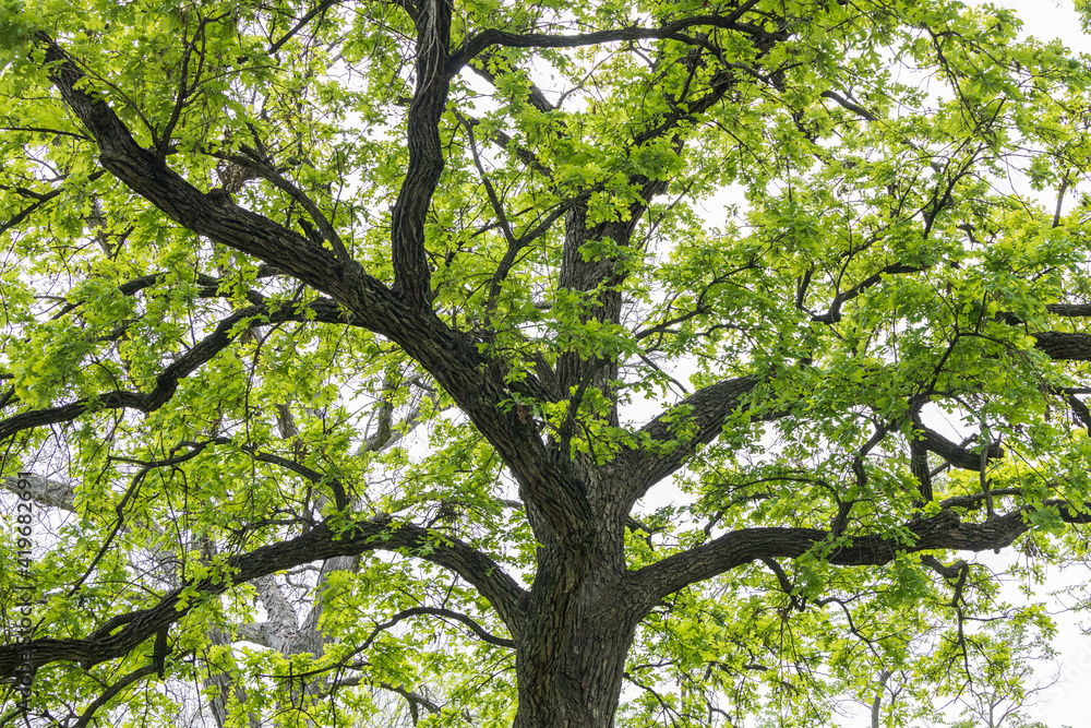 Tree branches and leaves of oak tree Tree branches and leaves of oak tree