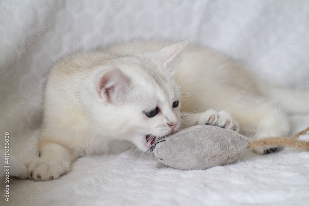 baby kitten with a toy baby kitten with a toy