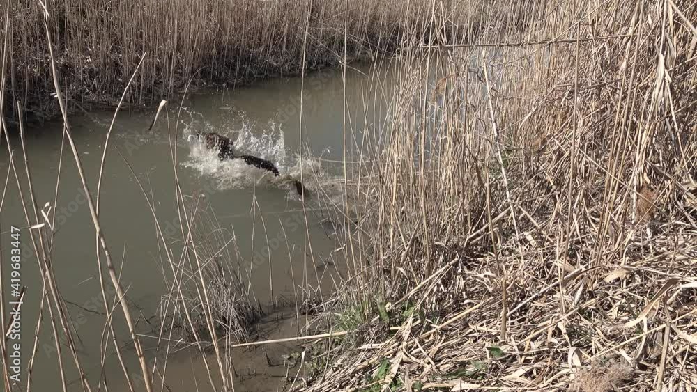 The German shepherd dog at the small stream, in the dense vegetation, jumps into the stream for the tree branch that his owner threw into the water The German shepherd dog at the small stream, in the dense vegetation, jumps into the stream for the tree branch that his owner threw into the water