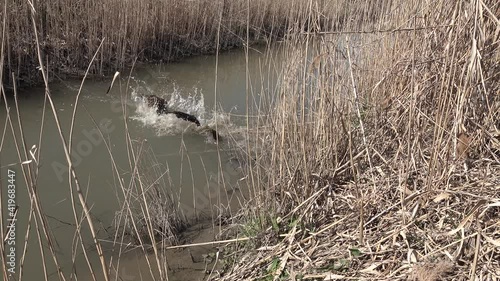 The German shepherd dog at the small stream, in the dense vegetation, jumps into the stream for the tree branch that his owner threw into the water photo