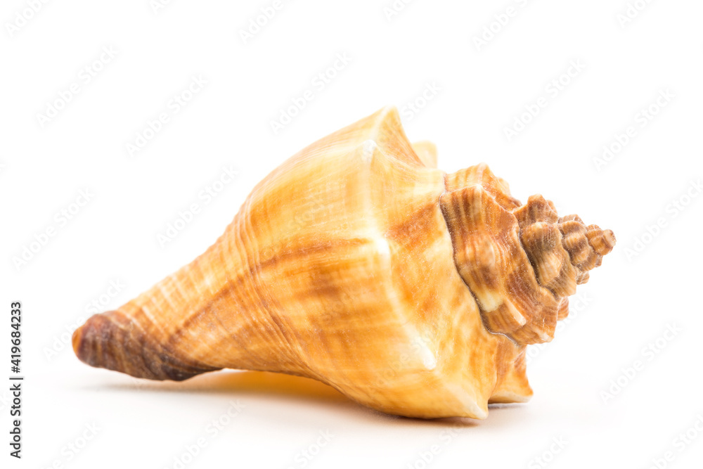 Sea shell