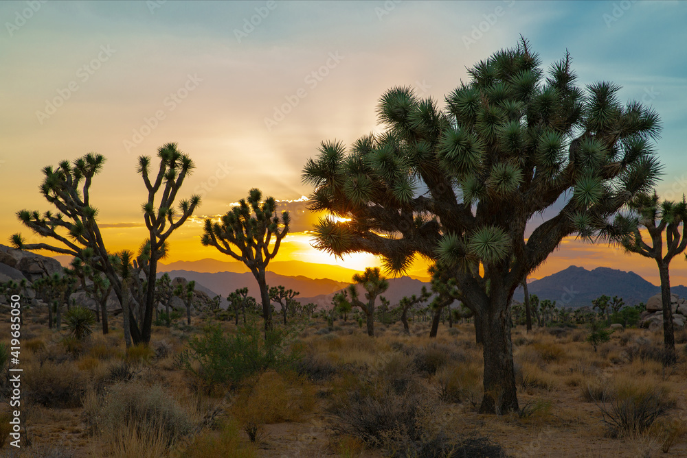 Obraz premium Sunset over Joshua Tree National Park in California, USA
