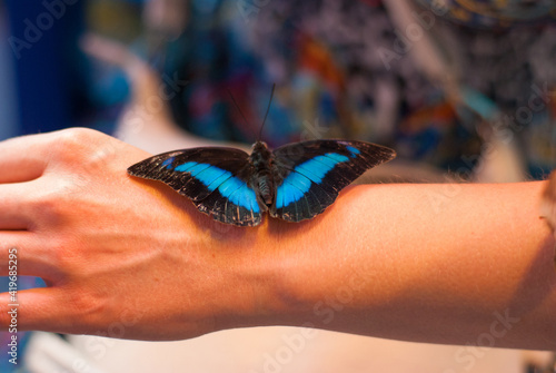 Canvas Print blurred image of a large butterfly sitting on a female hand, butterflies exhibit