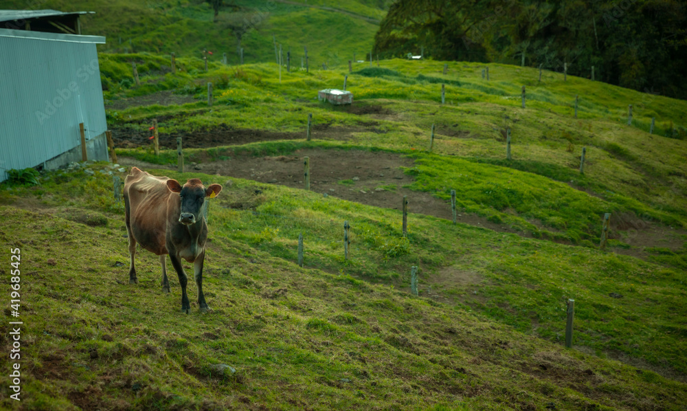 Skinny cow in meadow Skinny cow in meadow